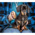 Black and tan dachshund being brushed with Mikki Bamboo Moulting Massage Palm Brush