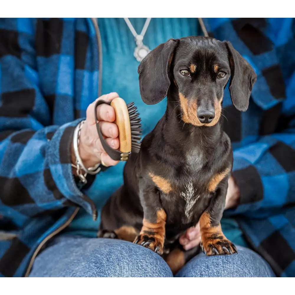 Black and tan dachshund being brushed with Mikki Bamboo Moulting Massage Palm Brush